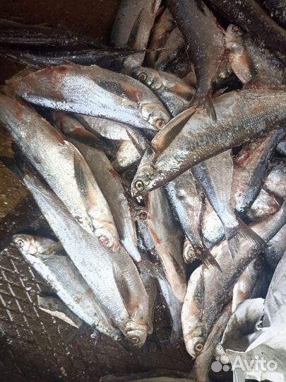 Продаю свежую чехонь