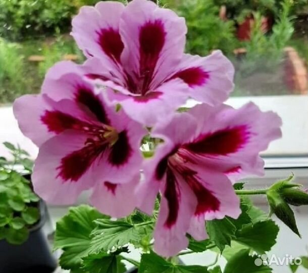 Королевская пеларгония