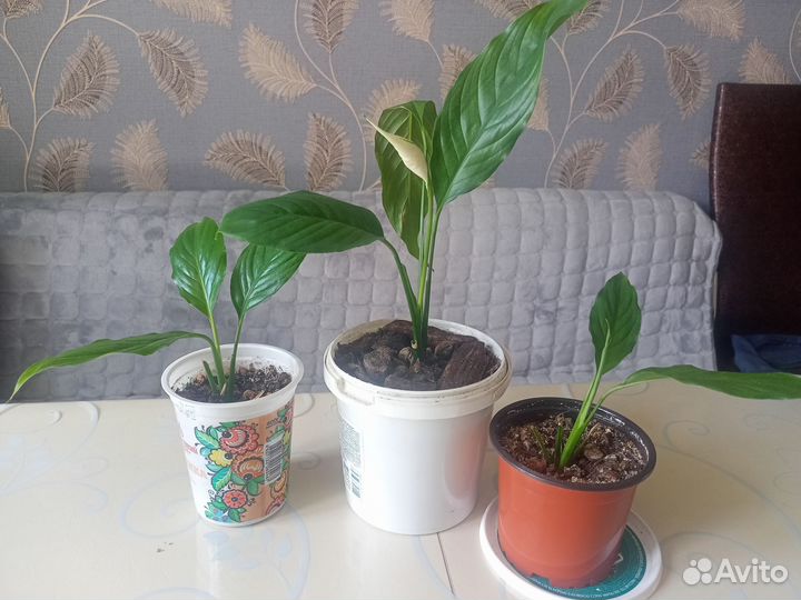 Спатифиллум