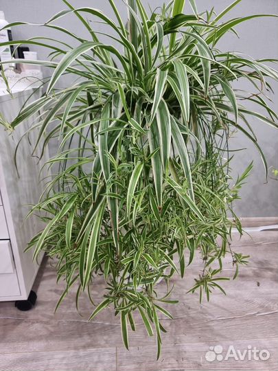 Хлорофитум