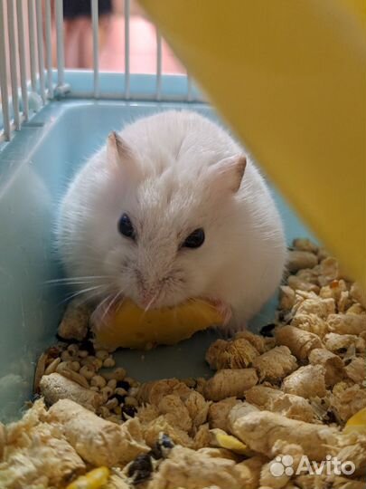 Джунгарские хомяки