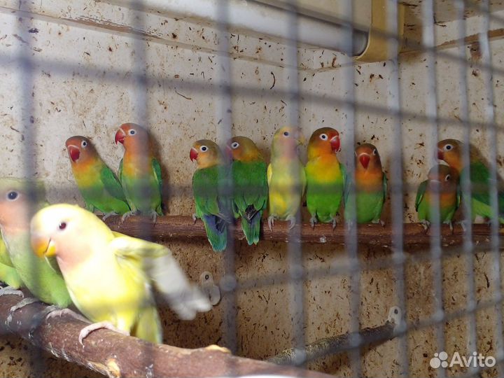 Попугай неразлучники иФишер