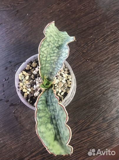 Сансевиерия Кирки Сильвер Блю