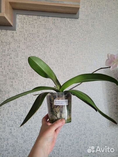 Орхидея фаленопсис биг лип Венецианский карнавал