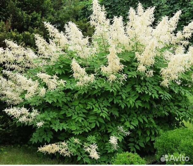 Магония поддуболистная