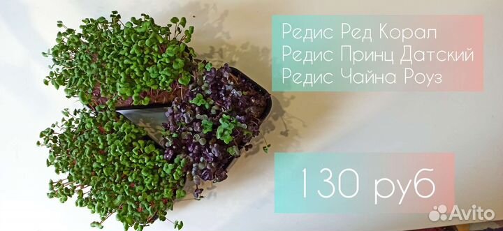 Микрозелень