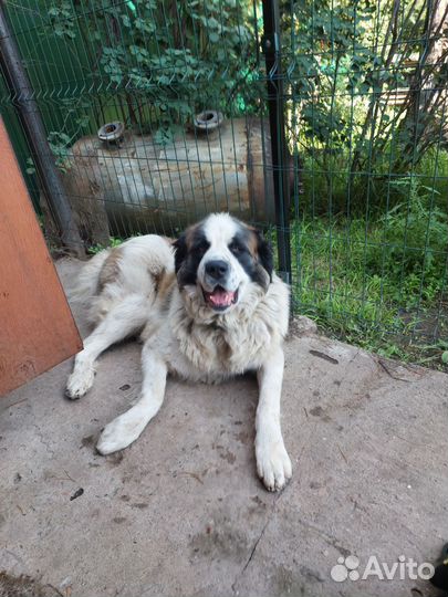 Московская сторожевая вязка