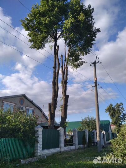 Спил,Удаление деревьев.Расчистка участков