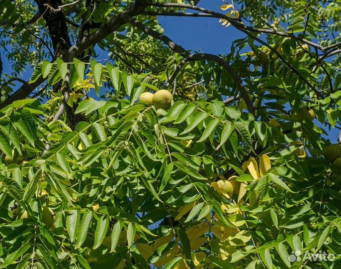 Орех черный, зимостойкий, съедобный, на посадку
