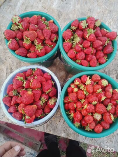 Рассада клубники