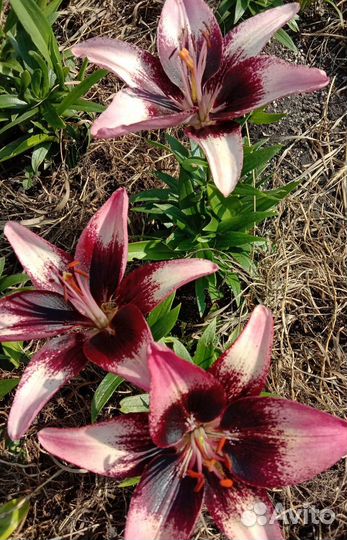 Садовые лилии