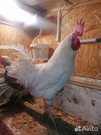 Инкубационное яйцо куриное Пушкинской породы