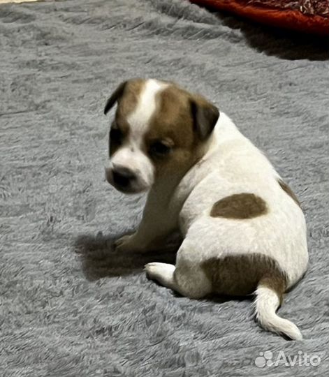 Джек рассел терьер