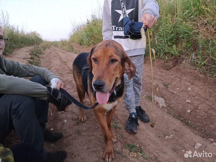 Собаки бесплатно в добрые руки