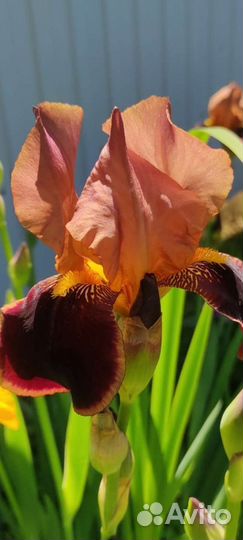 Ирисы бородатые