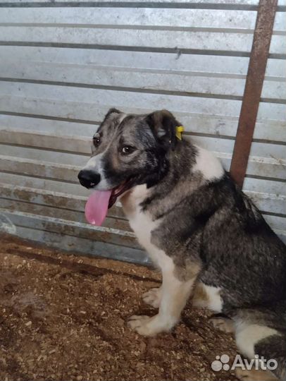 Очень много собак верят в чудо. Забери с отлова