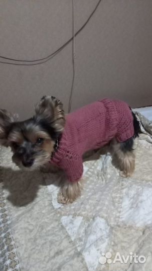 Одежда для собак