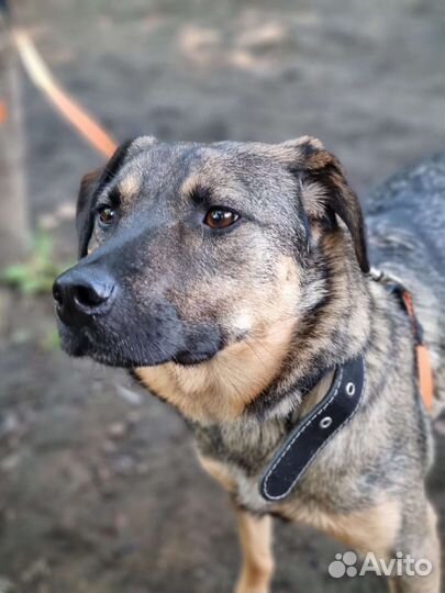 Собака в добрые руки отдам бесплатно