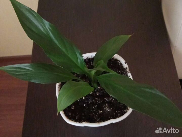 Спатифиллум (цветок женского счастья)