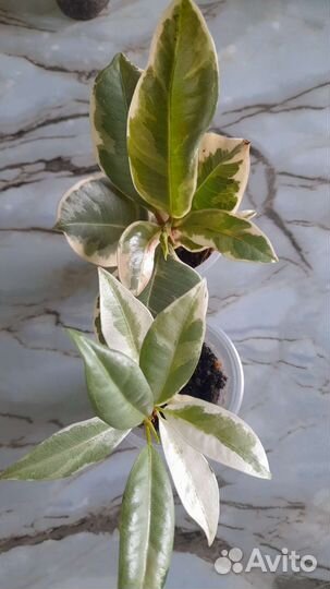 Фикусы разные