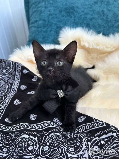 2 девочки родились 1 июля кушают все игривые