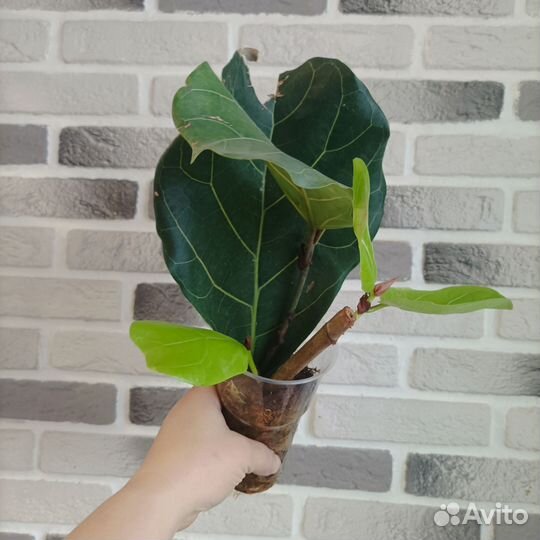 Фикус лирата колумнарис