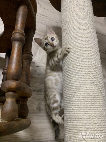 Бенгальские котята