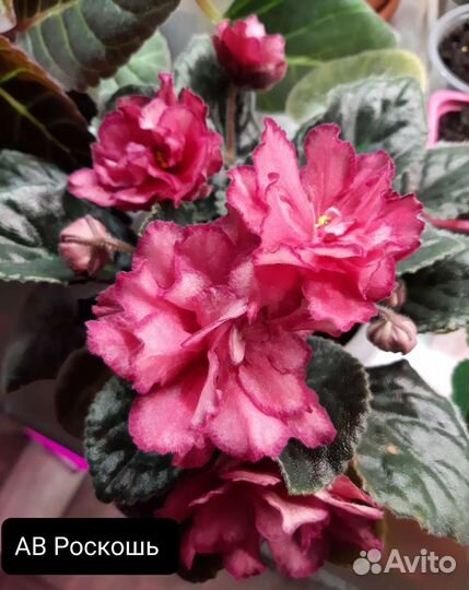 Сортовые фиалки