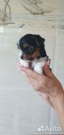 Щенки бивер йорка мини