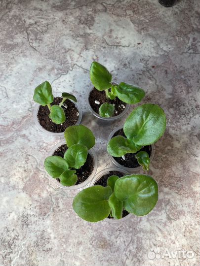 Фиалка кудрявая детка