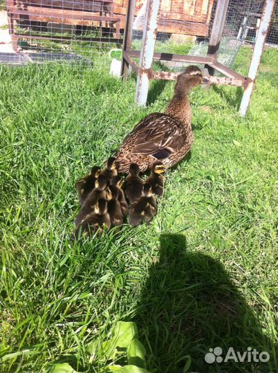 Утка подсадная