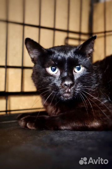 Страшная история Кеши