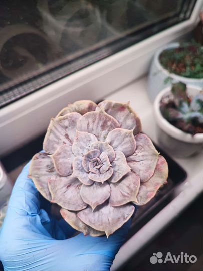 Echeveria marble