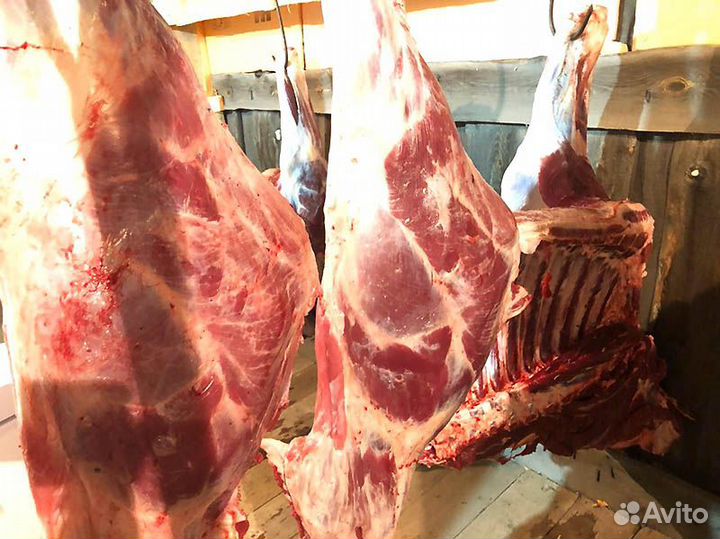 Мясо свежее говядина