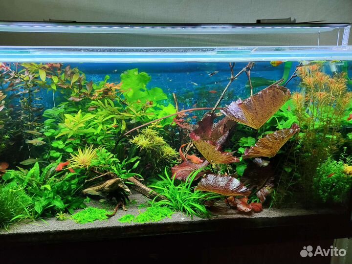 Аквариумные растения