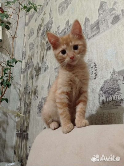 Рыжий котенок в добрые руки