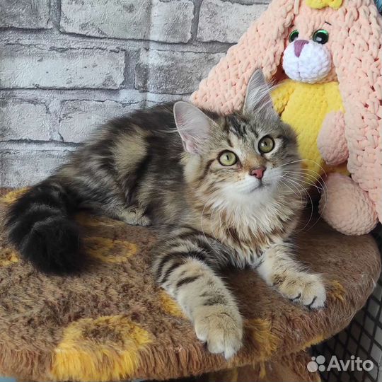 Пушистые подарки