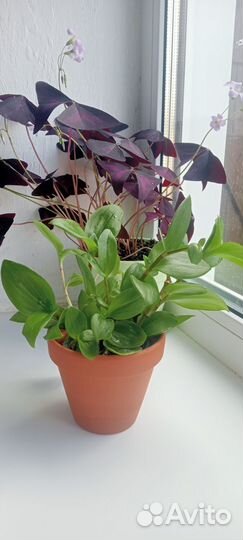 Традесканция