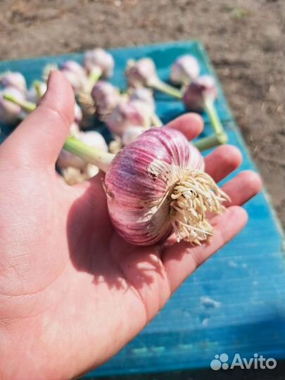 Чеснок