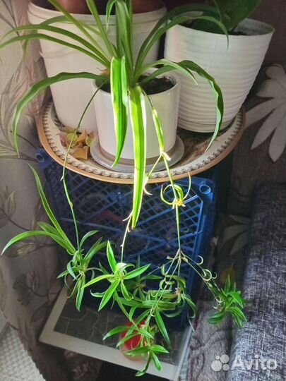 Комнатные цветы