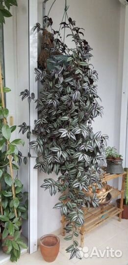 Традесканция зебрина