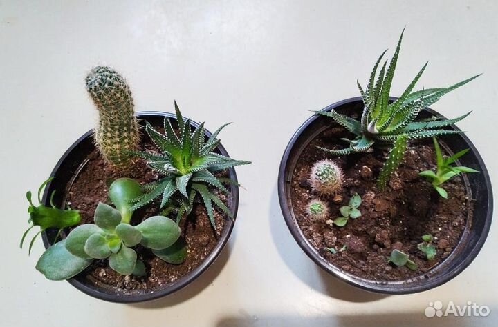 Суккуленты (микс)