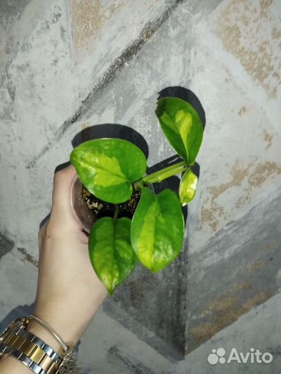 Эпипремнумы