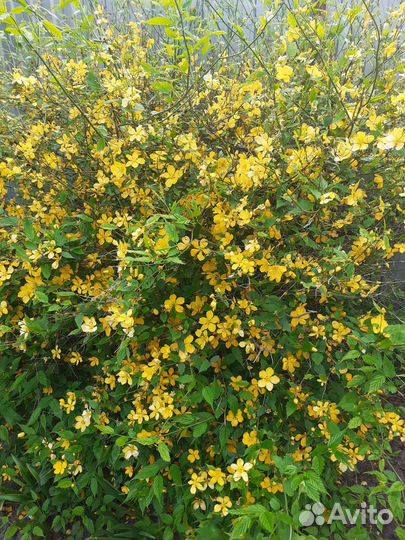 Растения для сада многолетние