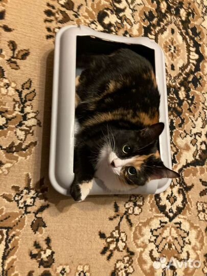 Лоткок для животных