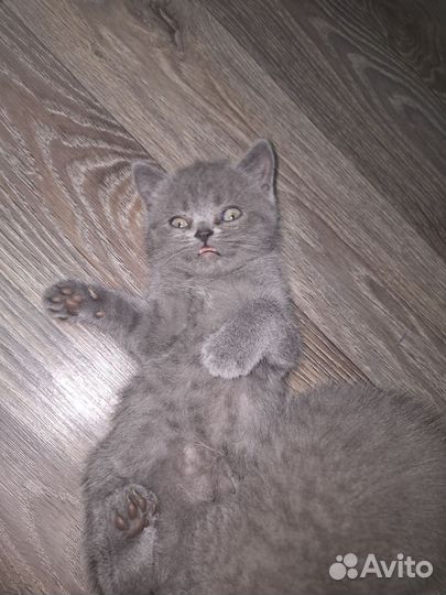 Британские котята