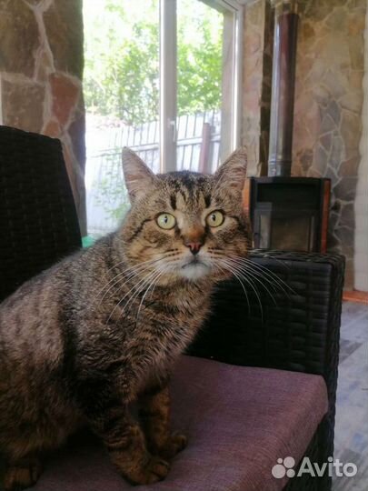 Стёпка ищет дом