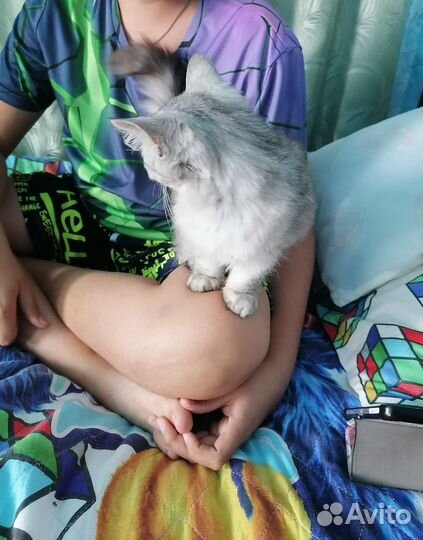 Котик бесплатно