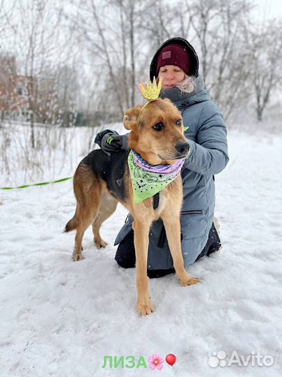 Пес милаха в приюте ждет свою семью