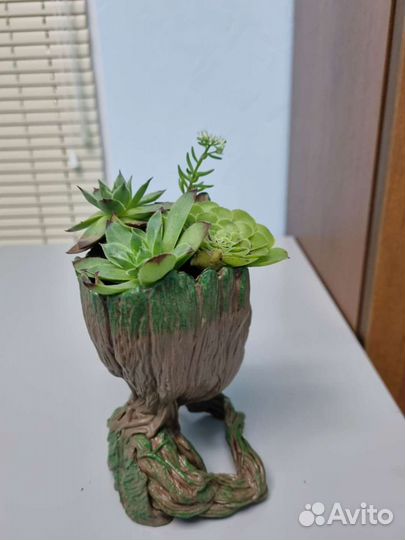 Суккуленты в кашпо